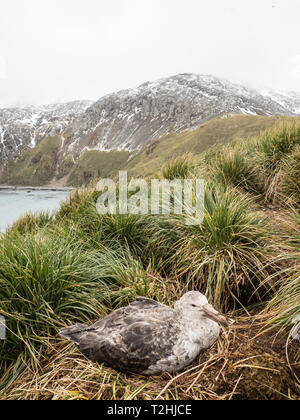 Le pétrel de adultes, Macronectes halli, sur son nid en herbe à tussock Elsehul, South Georgia Island, Océan Atlantique Banque D'Images