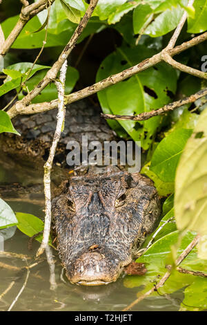 Un caïman à lunettes adultes, Caiman crocodilus, dans Chiquerra Cano, Parc National de Tortuguero, Costa Rica, Amérique Centrale Banque D'Images