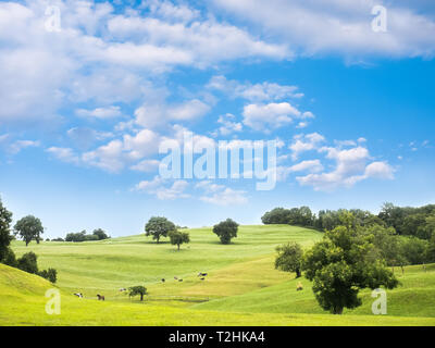 Paysage rural de pâturage avec des vaches et des chevaux dans un pré vert d'été à jour Banque D'Images