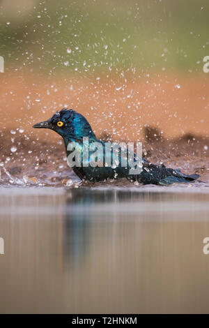 Cape glossy starling, Lamprotornis nitens, baignade, Zimanga Private Game Reserve, Afrique du Sud Banque D'Images