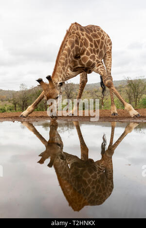 Girafe, Giraffa camelopardalis, boire, Zimanga Private Game Reserve, KwaZulu-Natal, Afrique du Sud Banque D'Images