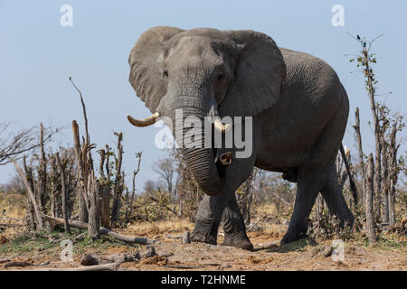 Bull d'éléphants d'Afrique, Loxodonta africana, Khwai conservancy, Botswana, Afrique du Sud Banque D'Images