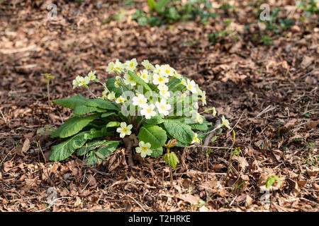 Gros plan des primroses britanniques indigènes fleurissant parmi les feuilles mortes séchées au printemps, en Angleterre, au Royaume-Uni Banque D'Images