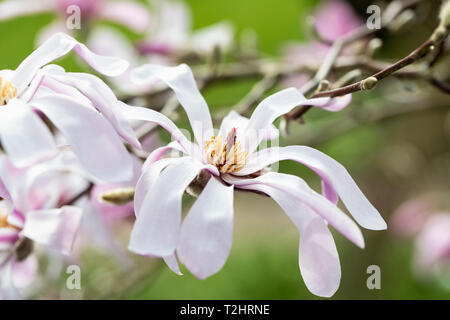 Magnolia stellata / étoile Magnolia floraison dans un jardin anglais en mars, Angleterre, Royaume-Uni Banque D'Images