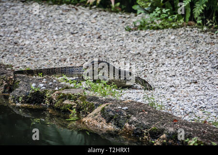 Le contrôle de l'eau Asie alerté (Varanus salvator), également appelé contrôle de l'eau courante Banque D'Images