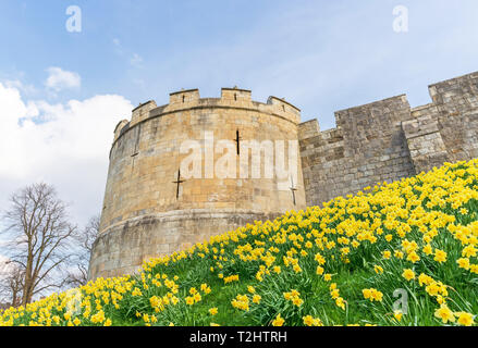 La célèbre ville de York avec un talus couverts d'une foule de jonquilles. Il y a un ciel bleu avec des nuages au-dessus. Banque D'Images