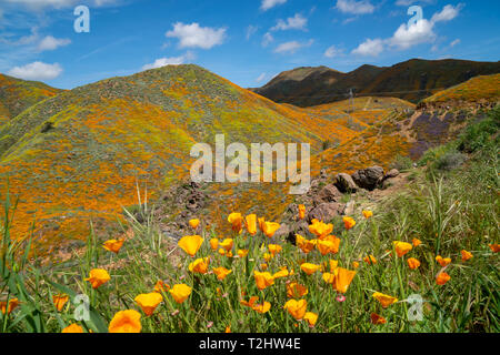 Coquelicots dans super bloom au Walker Canyon au lac Elsinore Californie Banque D'Images