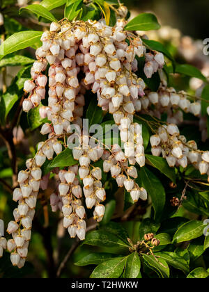 Cordes de minuscules fleurs andromède japonais sont en pleine floraison à partir d'un buisson le long du côté d'un chemin de randonnée dans le centre de la préfecture de Kanagawa. Banque D'Images