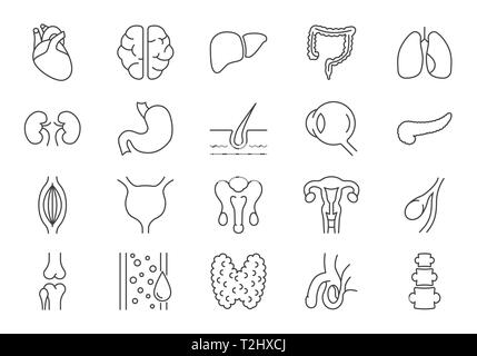 Ensemble d'organes internes relatifs ligne vectorielle d'icônes. Contient des icônes telles que le système de reproduction, le cerveau, le Cœur, les vaisseaux sanguins, les poumons, foie, pancréas, de l'Œil, Illustration de Vecteur