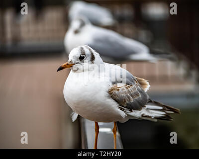 Un goéland à queue noire japonais se trouve à côté bassin Shinobazu à Ueno Park. Ces oiseaux de mer peuvent être trouvés en grand nombre même dans certains étangs isolation partiellechauffage Banque D'Images