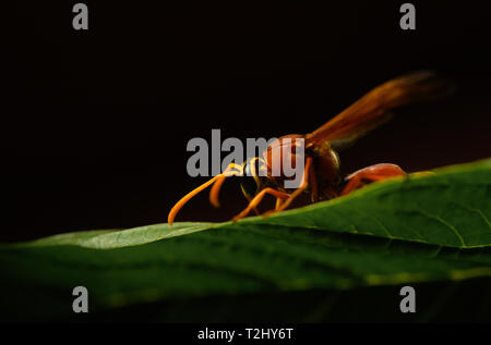 Vue rapprochée du wasp drastique Banque D'Images