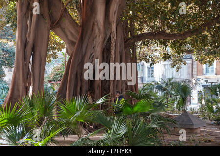 Le terrain les socs jardinier à côté de grandes Moreton Bay Fig ou Banyan (Ficus Macrophylla australienne), Plaza Gabriel Miro, ville d'Alicante, Espagne Banque D'Images