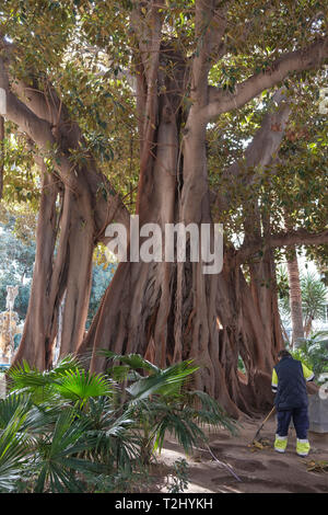 Le terrain les socs jardinier à côté de grandes Moreton Bay Fig ou Banyan (Ficus Macrophylla australienne), Plaza Gabriel Miro, ville d'Alicante, Espagne Banque D'Images