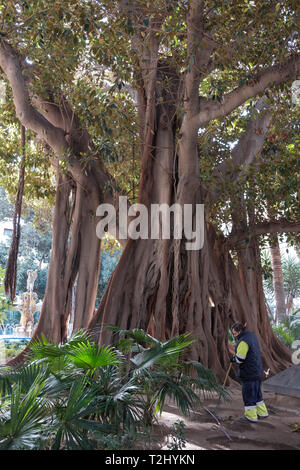 Le terrain les socs jardinier à côté de grandes Moreton Bay Fig ou Banyan (Ficus Macrophylla australienne), Plaza Gabriel Miro, ville d'Alicante, Espagne Banque D'Images