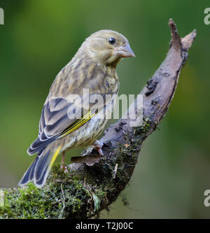 Cygne tuberculé jeunes assis sur la perche moussu Banque D'Images