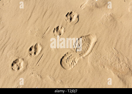 Petit chien et l'homme pieds imprime sur un sable humide, abstract background Banque D'Images