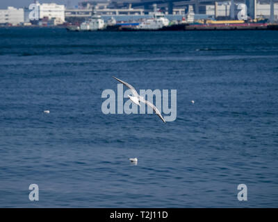 Un black-tailed Gull vole au-dessus de la baie de Tokyo sur le front de mer de Yokohama près du parc Yamashita. En japonais, ces nombreux et populaires sont souvent les oiseaux cal Banque D'Images