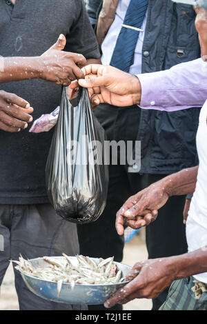 Pêcheur donnant un sac avec du poisson frais à la vente du marché de poissons local dans la région de Galle, au Sri Lanka. Banque D'Images