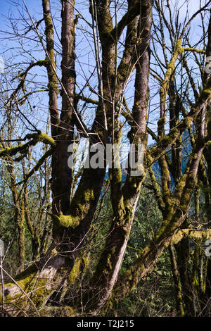 Arbres mousseux sur le chemin du service forestier de Norrish à Dewdney, Mission, Colombie-Britannique, Canada Banque D'Images