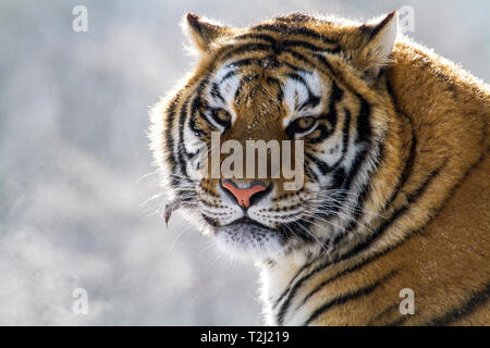 Tigre de Sibérie dans le parc de conservation du tigre dans la province de Heilongjiang, Hailin, nord-est de la Chine Banque D'Images