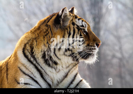 Tigre de Sibérie dans le parc de conservation du tigre dans la province de Heilongjiang, Hailin, nord-est de la Chine Banque D'Images