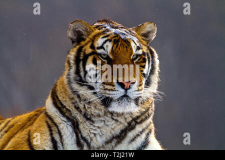 Tigre de Sibérie dans le parc de conservation du tigre dans la province de Heilongjiang, Hailin, nord-est de la Chine Banque D'Images