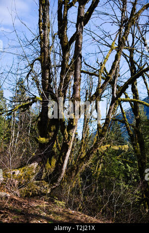 Arbres mousseux sur le chemin du service forestier de Norrish à Dewdney, Mission, Colombie-Britannique, Canada Banque D'Images