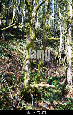 Arbres mousseux sur le chemin du service forestier de Norrish à Dewdney, Mission, Colombie-Britannique, Canada Banque D'Images