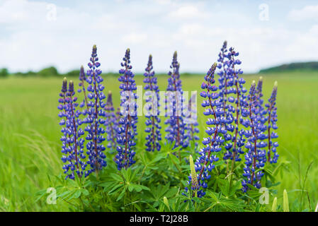 Bouquet de fleurs Lupinus dans le domaine, de belles fleurs sauvages Banque D'Images