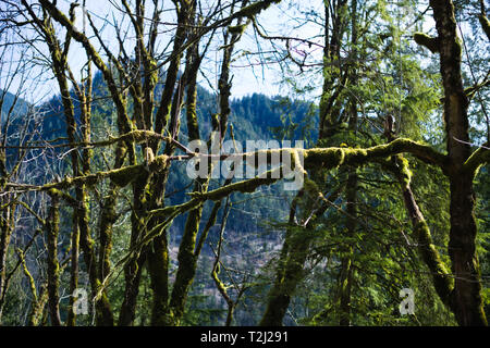 Arbres mousseux sur le chemin du service forestier de Norrish à Dewdney, Mission, Colombie-Britannique, Canada Banque D'Images