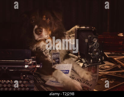 Un berger australien chien pose comme un 'newshound' avec une carte de presse, Carnet du journaliste, machine à écrire, et l'appareil photo. Banque D'Images