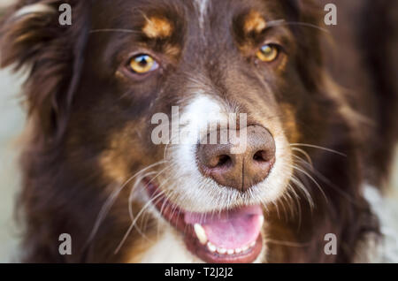 Cowboy, un six-année-vieux chien de berger australien, sourires pour une photo, le 11 avril 2014. Banque D'Images