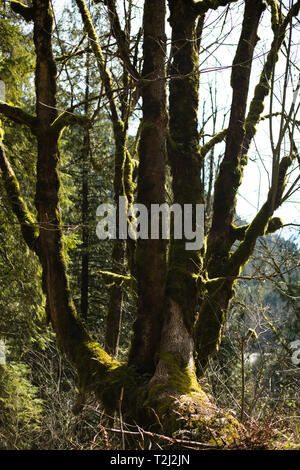 Arbres mousseux sur le chemin du service forestier de Norrish à Dewdney, Mission, Colombie-Britannique, Canada Banque D'Images