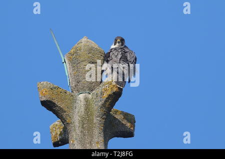 Peregrine adultes sur l'église de Cromer. Banque D'Images