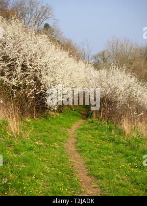 Fleur blanche de la prunelle, Prunus spinosa, couvre l'arbuste à la mi-avril pour fournir le givre comme décoration de 'Blackthorn Winter' Banque D'Images