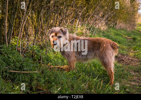 Terrier avec un queue. Rosie est une frontière / Jack Russel cross né en 2004. Banque D'Images