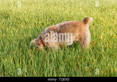 Terrier avec un queue. Rosie est une frontière / Jack Russel cross né en 2004. Banque D'Images