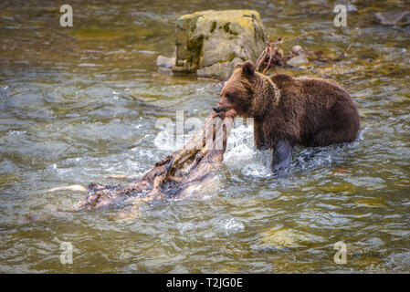 Close up photo de l'ours brun avec red deer carcasse dans sa bouche en traversant la rivière, région des Carpates, Pologne, l'Europe de l'Est. La vie sauvage Banque D'Images