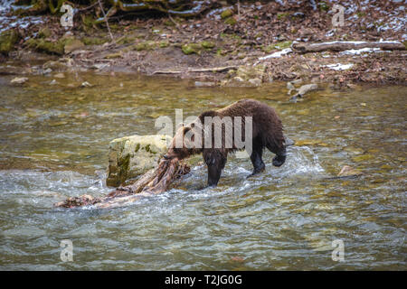 Ours brun avec red deer carcasse dans sa bouche en traversant la rivière, région des Carpates, Pologne, l'Europe de l'Est. La vie sauvage. Banque D'Images