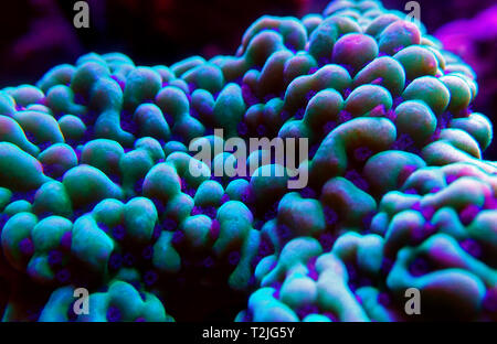 Sous-marine ultra macro sur les polypes coralliens SPS montipora Banque D'Images