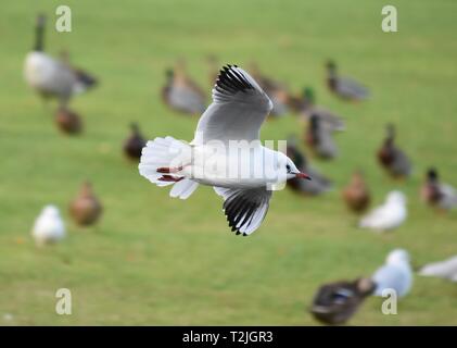 Petite Mouette noire en vol. Prises au Nord Est de l'Angleterre. Banque D'Images