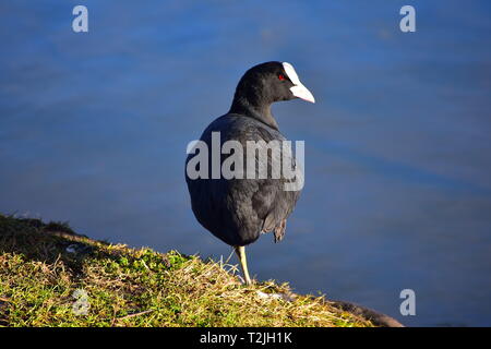 Foulque d'adultes en appui sur une jambe. Profiter du soleil sur les rives d'un lac Banque D'Images