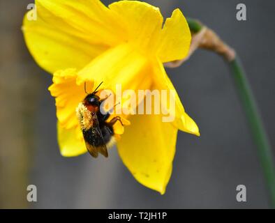 Bee pollen avec au dos le règlement sur jonquille Banque D'Images