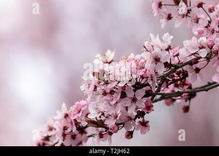 Cerisiers en fleurs sur fond rose, le nord de l'Allemagne Banque D'Images