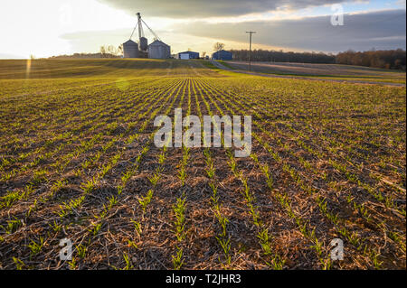Rangées de céréales à petits grains commencent à se développer dans le champ avec les silos à grains en arrière-plan, Laytonsville Maryland Banque D'Images