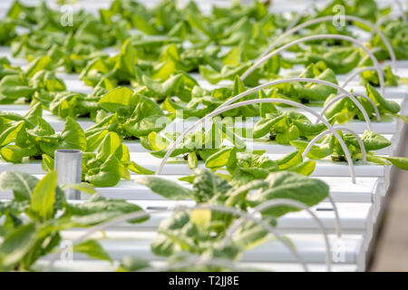 Libre d'être rangées dans la laitue Bibb cultivées en hydroponique, Hurlock Maryland Banque D'Images