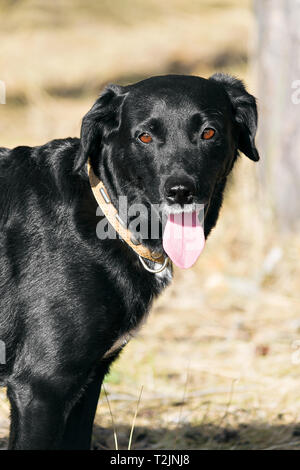 Grand chien noir dans un collier, balade dans le parc. Banque D'Images