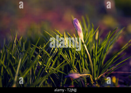 Belle fleur de crocus tourné avec un objectif macro de près avec une petite araignée sur le bout des pétales dans le printemps Banque D'Images