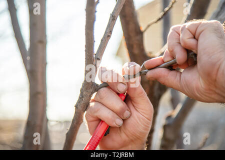 Le greffage des arbres au printemps. Le jardinage et potager. Focus sélectif. nature. Banque D'Images