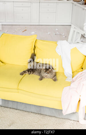 Mignon et chat gris couché sur un canapé jaune vif en appartement en désordre Banque D'Images